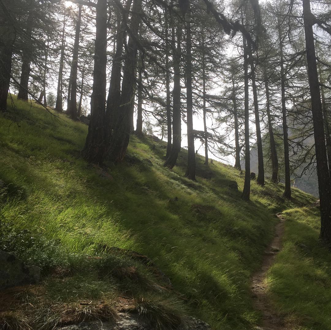 Noticing the beauty of the forest.
