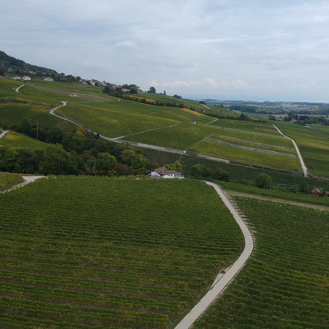 #djispark
