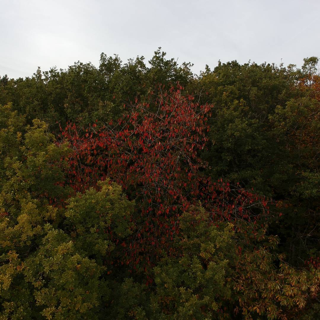 Autumn from #djispark