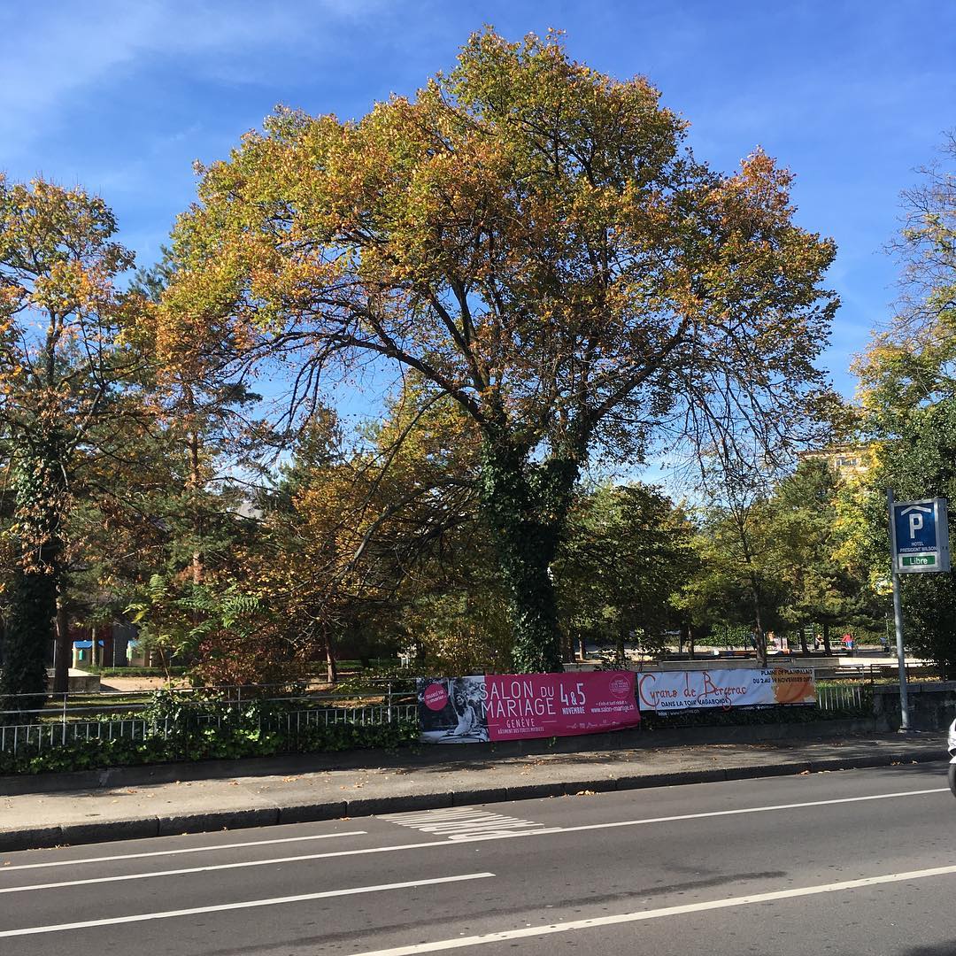 Nice tree