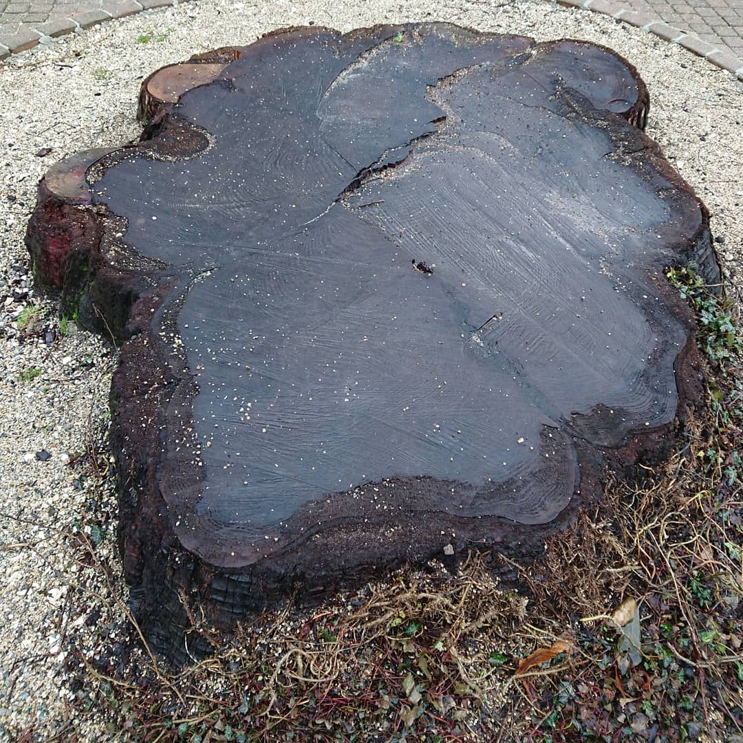 Am old tree.