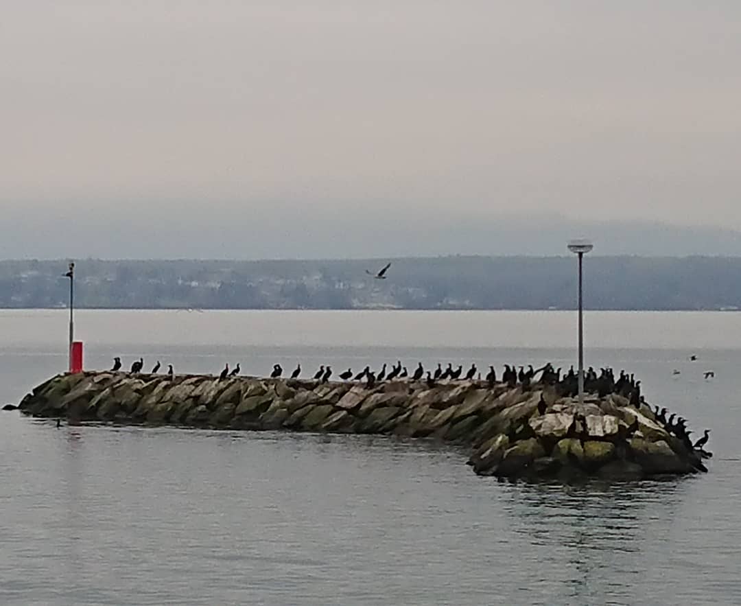 Cormorants