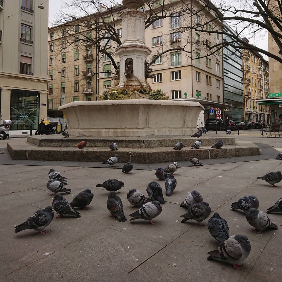 They're too cold to fly away.