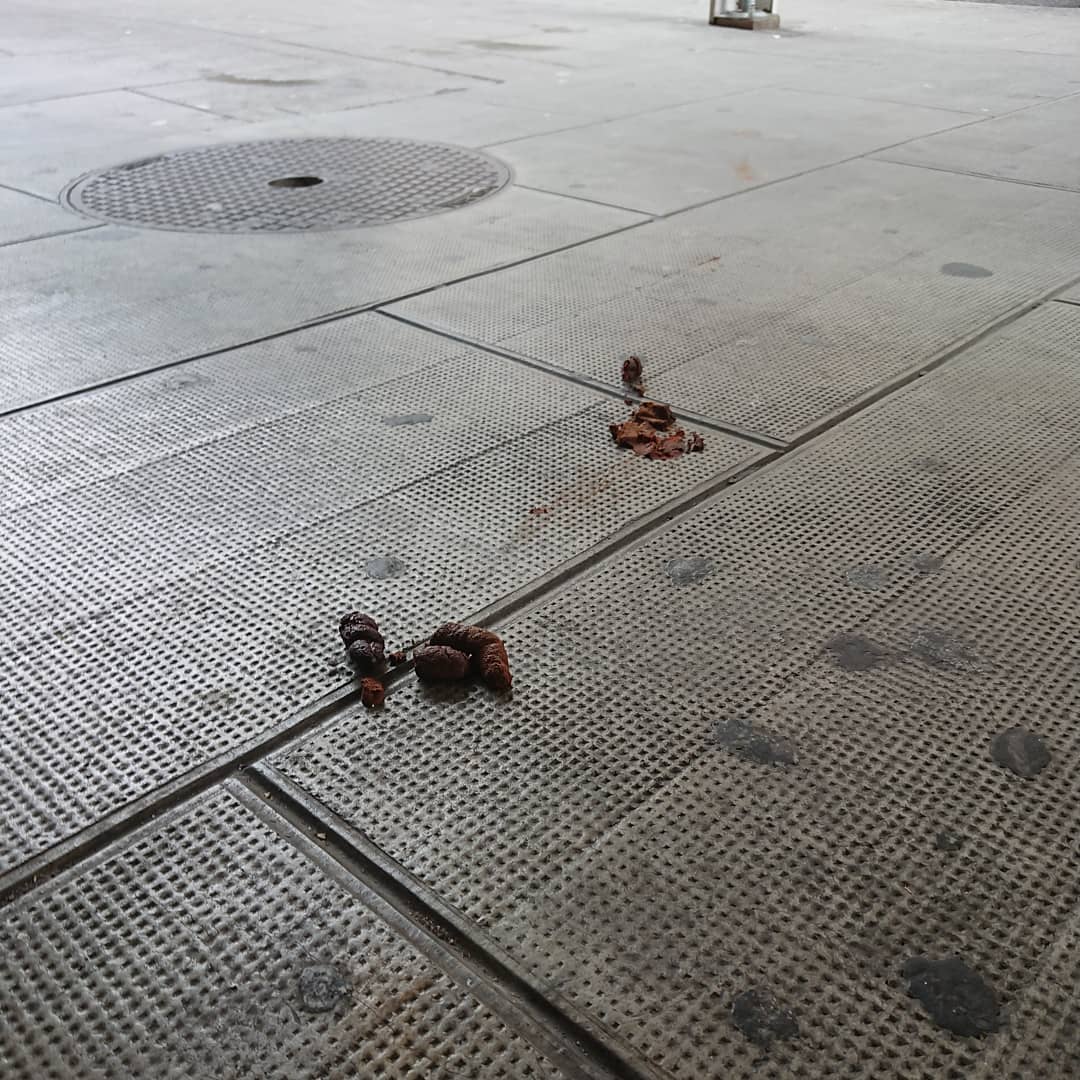 It's a shame that dog owners feel the need to enhance streets in this way.