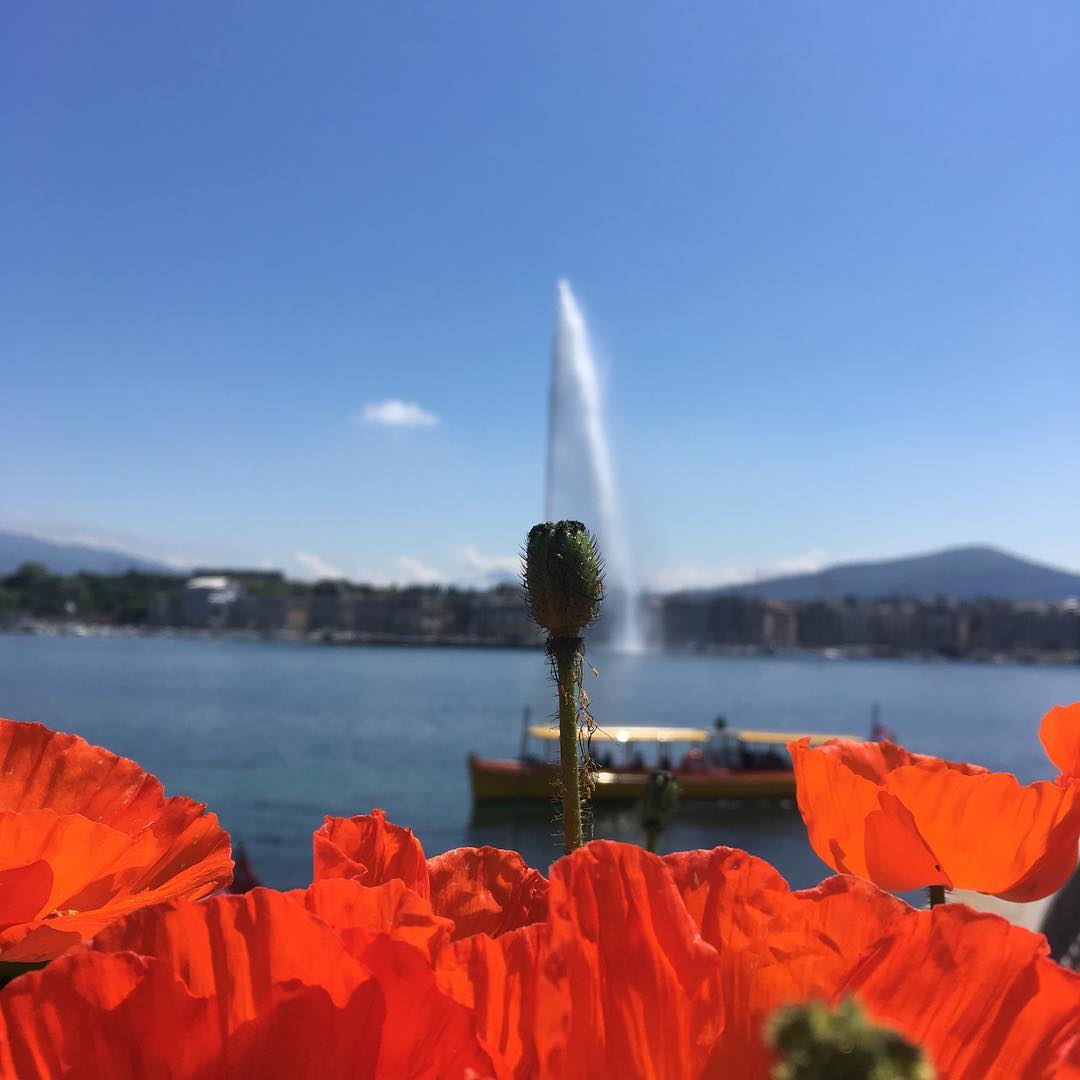 Contrary to urban myth the water jet comes out of a flower yet to bud.