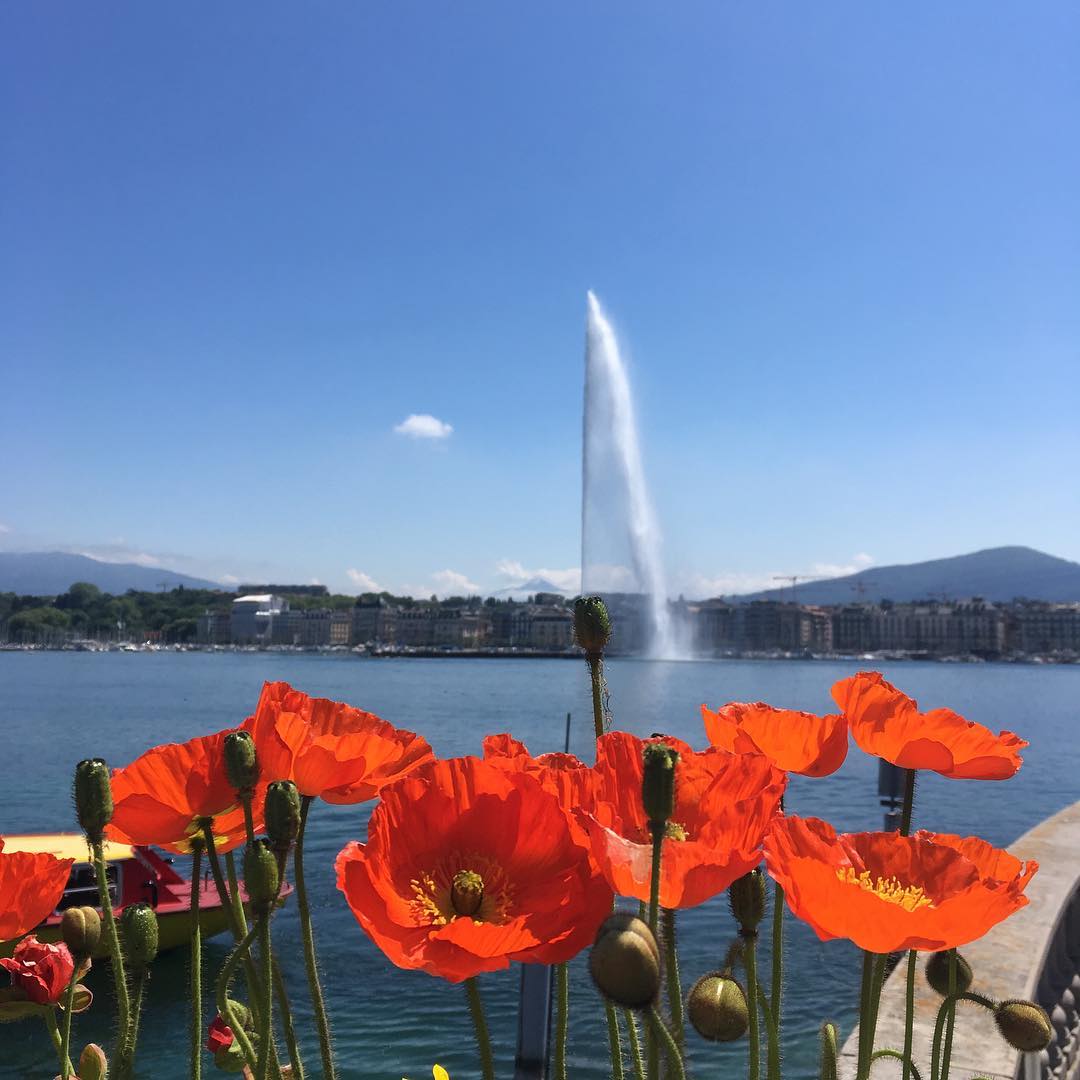 That flower bud has a water jet coming out of it.