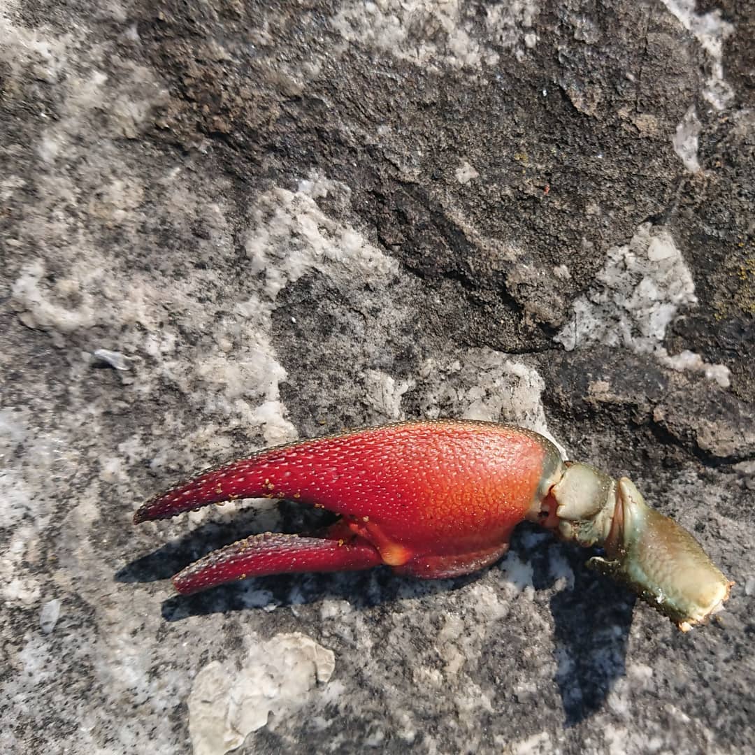Former crayfish.