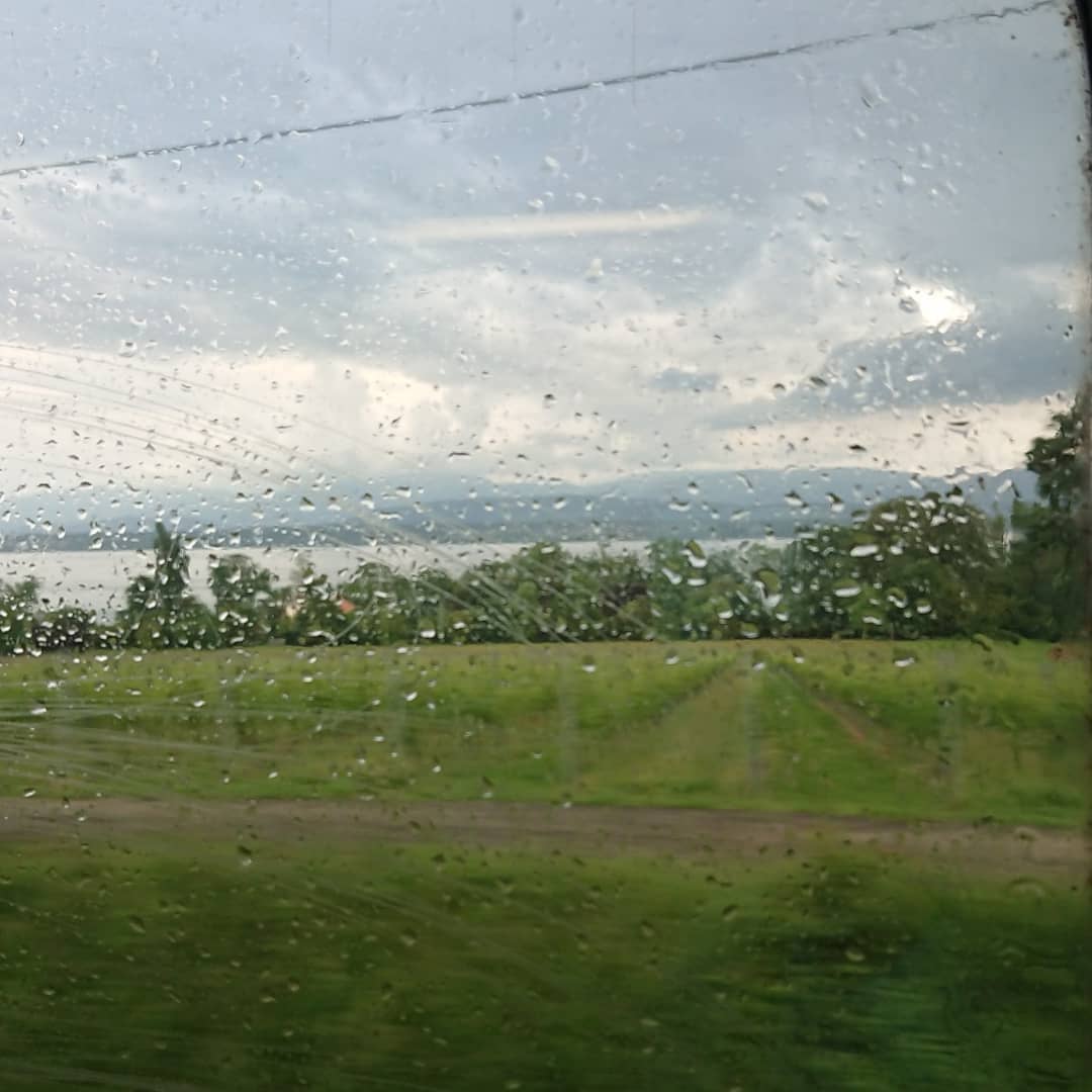 Mother ducking rain.