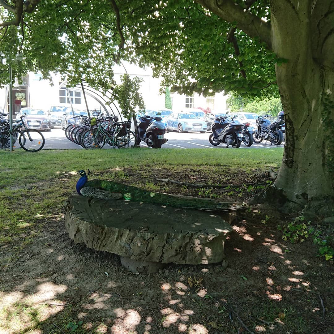 Guarding the bikes. Guard peacock.