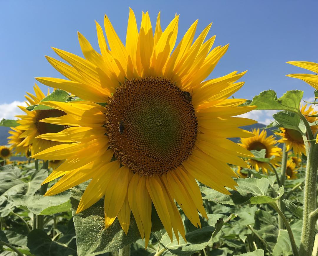 Sunflower and bees.
