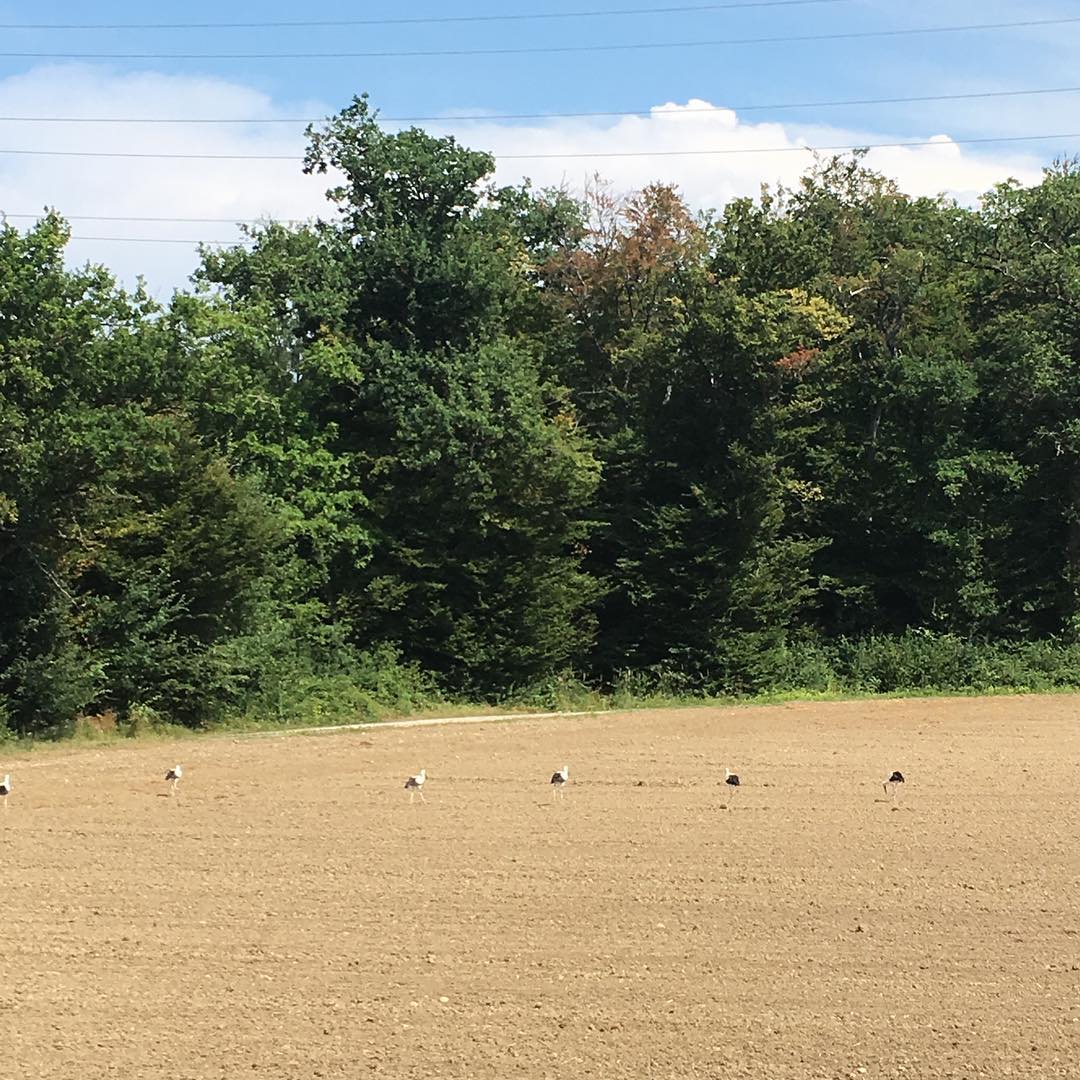 Migrating storks in a field.