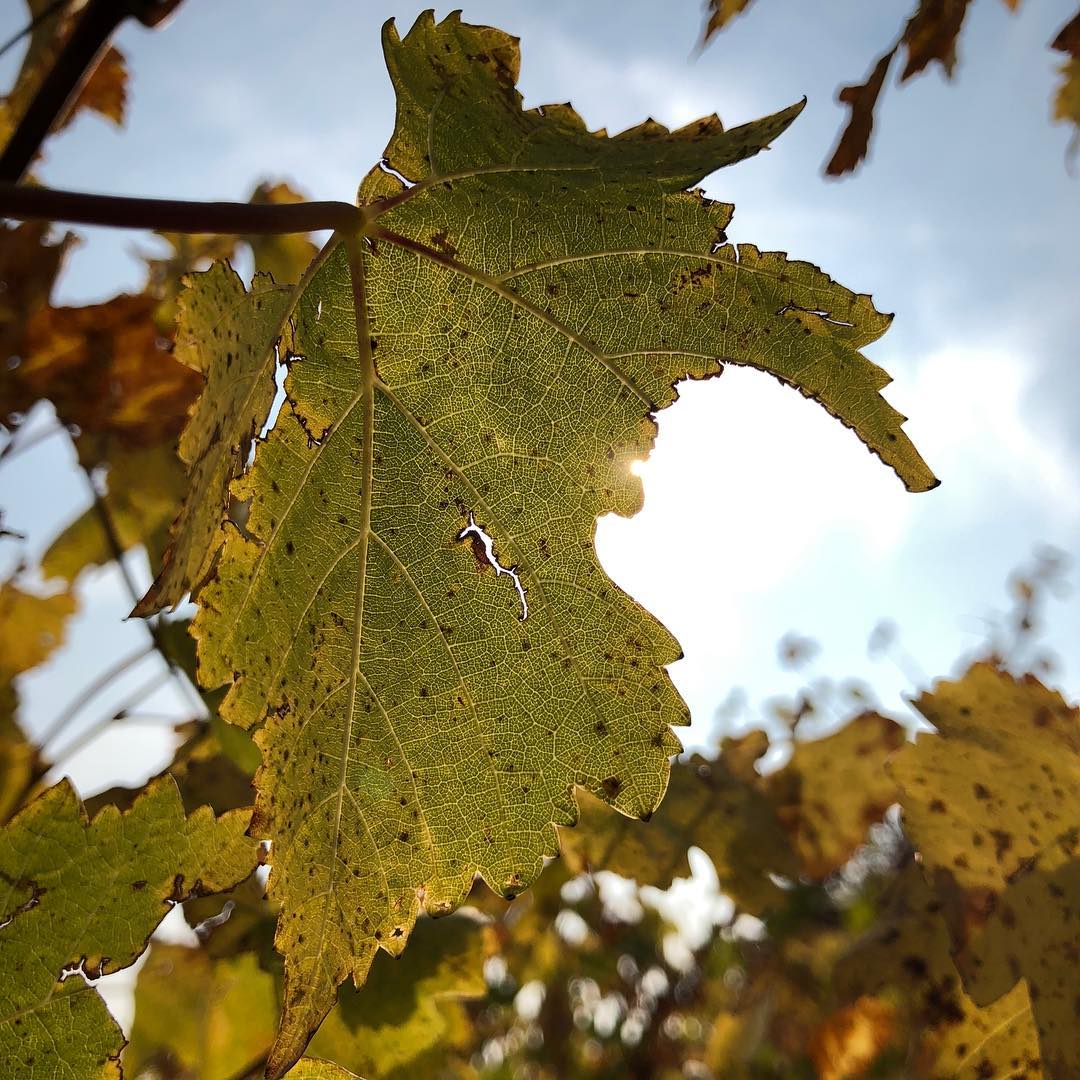 I was stuck behind a lethargic driver so I stopped to capture autumn.
