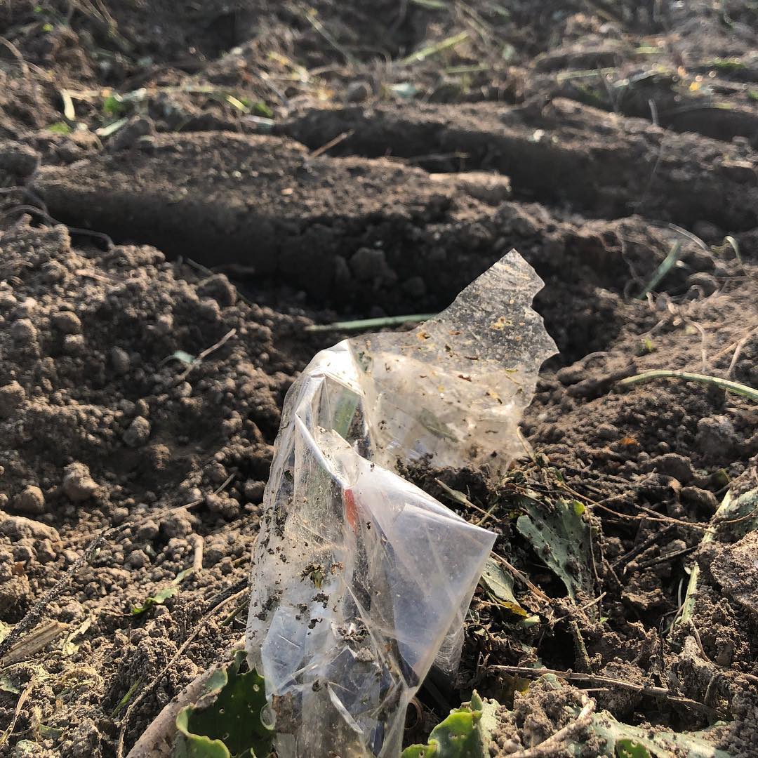 Throwing rubbish out of a car means you get plastic in fields growing sugar beet.