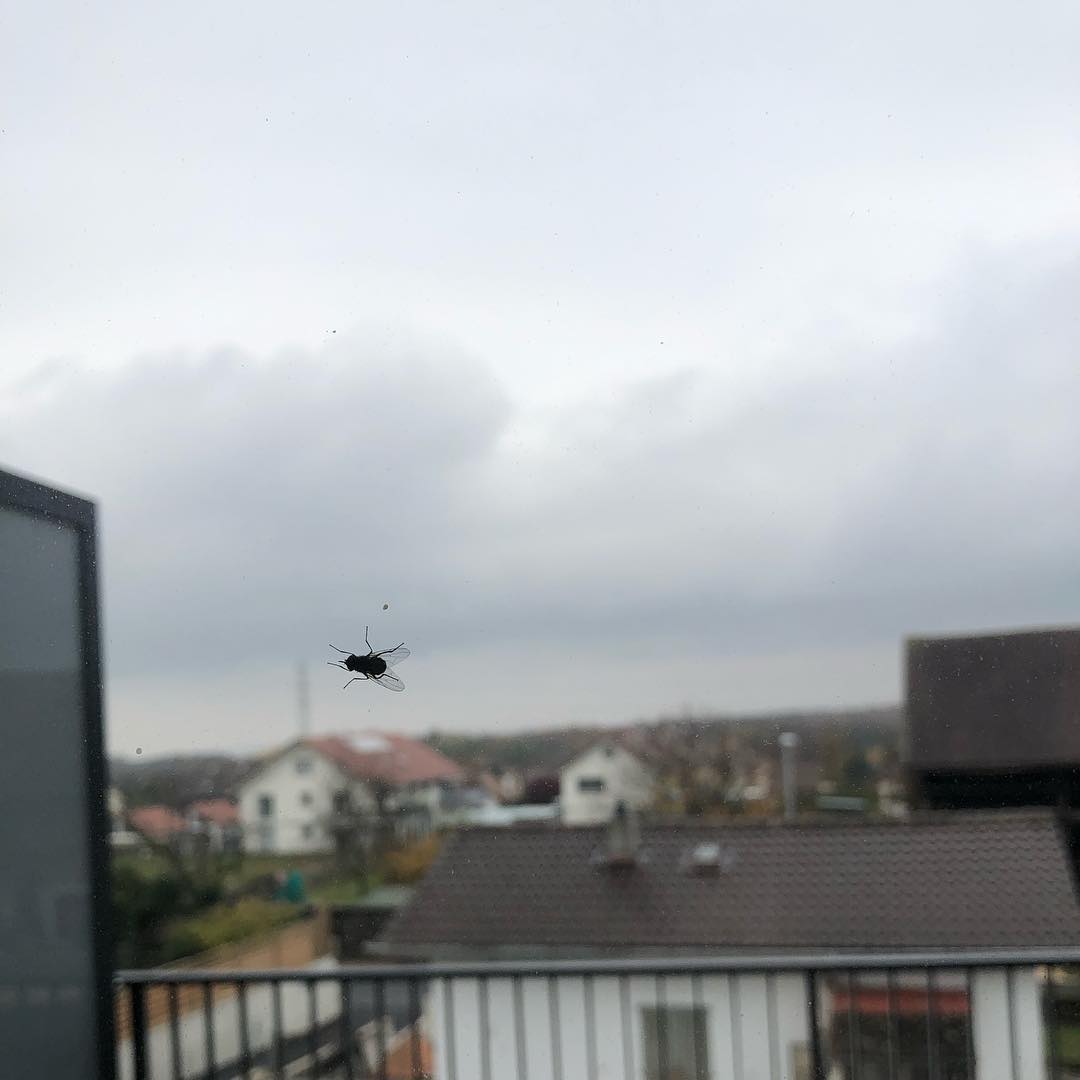 Most people put birds on their windows to avoid bird crashes. I seem to have a fly.