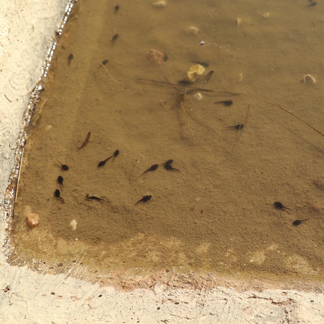Tadpoles in Southern Spain.