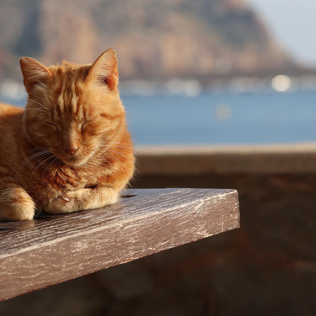 Spanish cat.