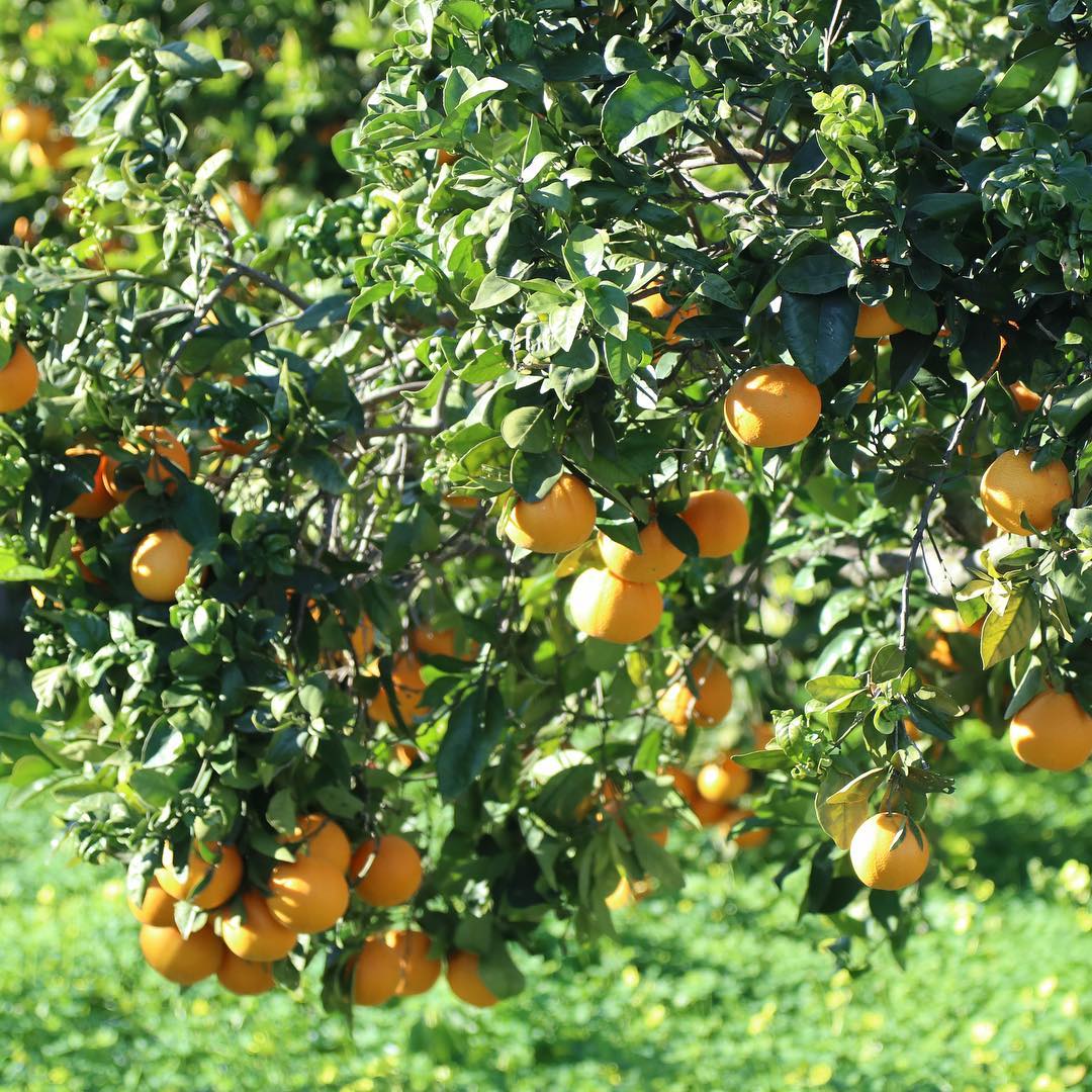 Roadside trees.