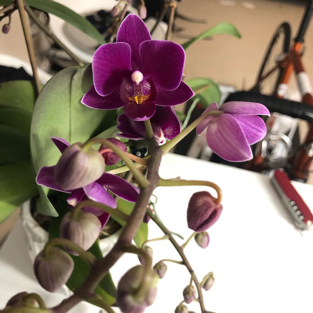 I didnât kill this plant. Surprised it would survive with me for so long.