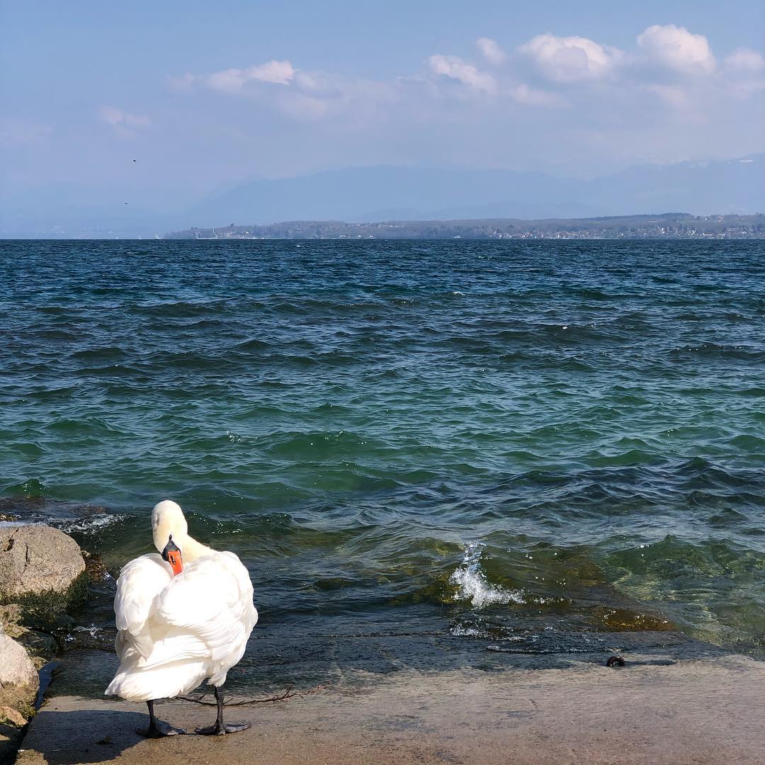 Swan... ...lake
