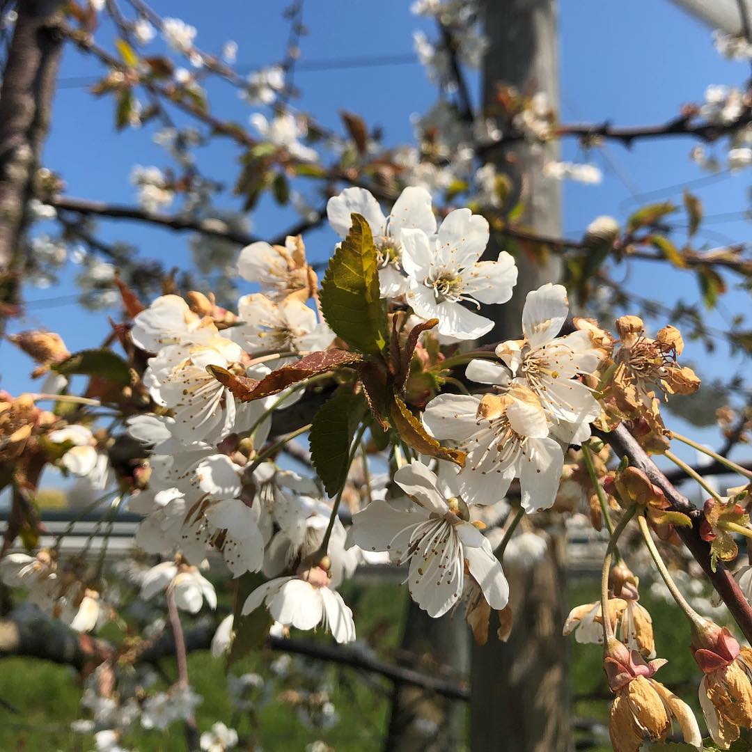 Spring watch.
