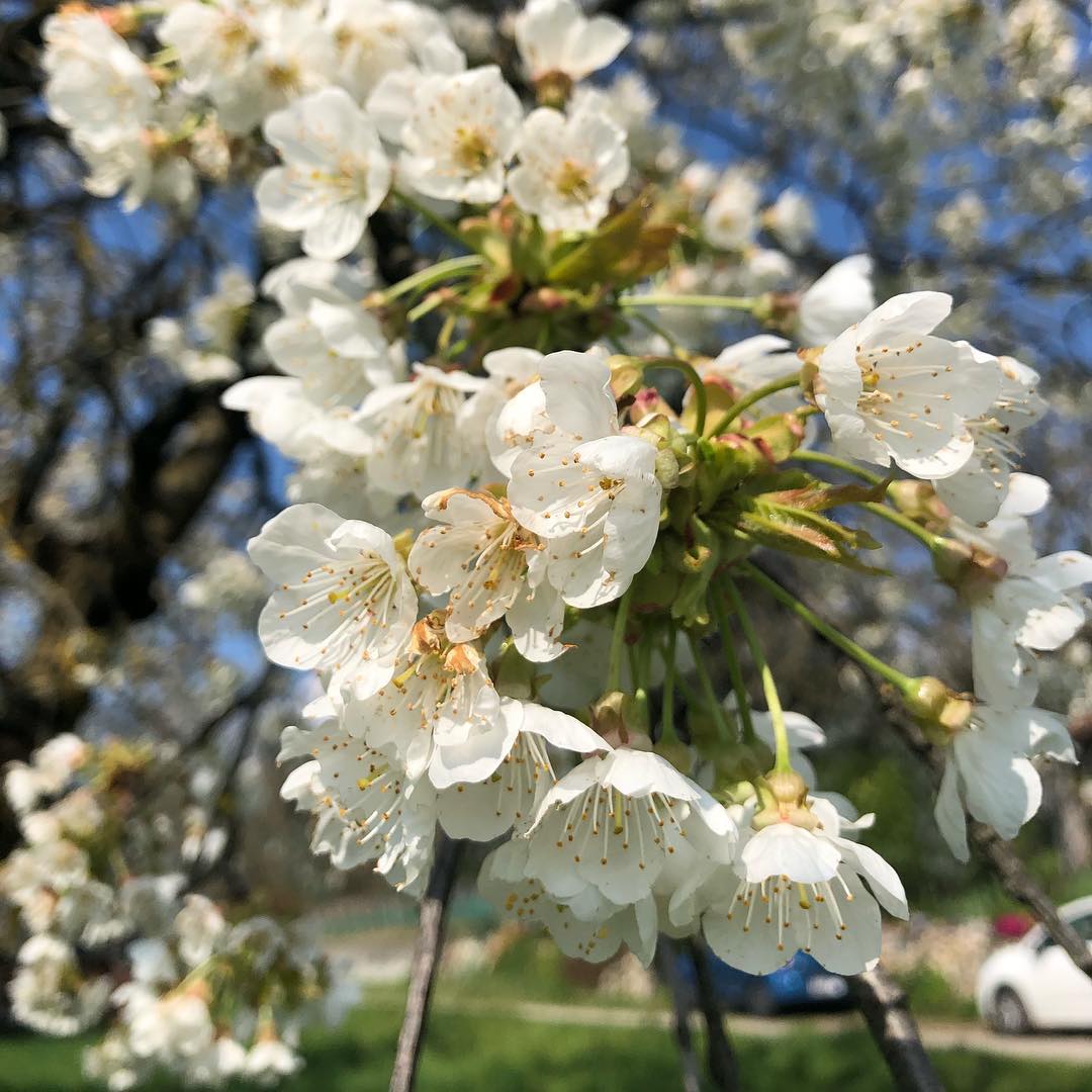 Spring watch
