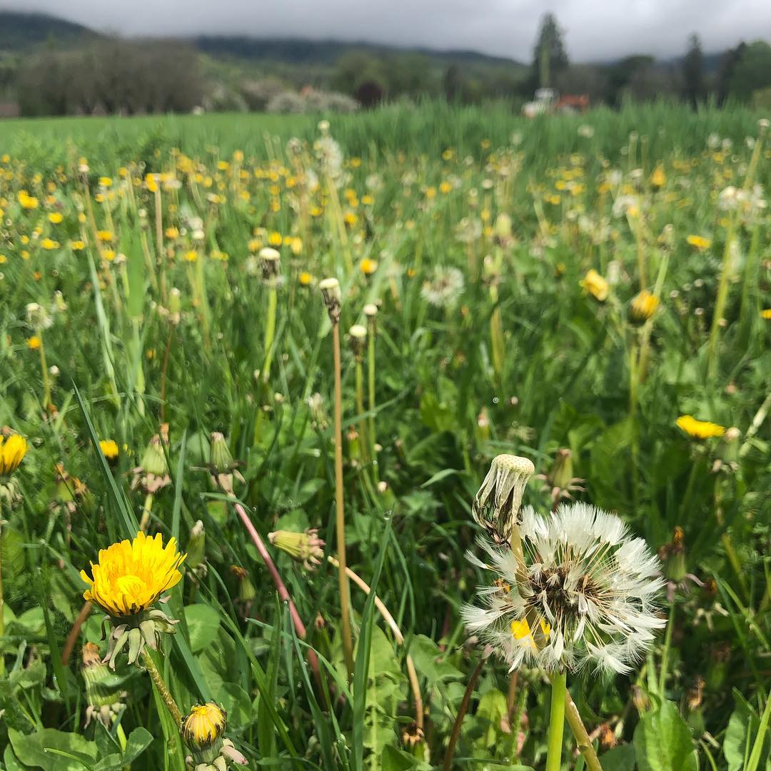 @thealpinetrotteuse un peu plus bas. Au pied du Jura.