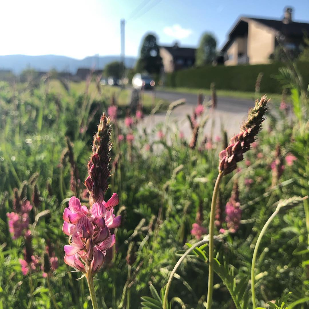 From my evening walk.