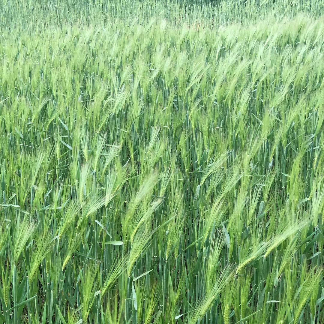 Sea of green.