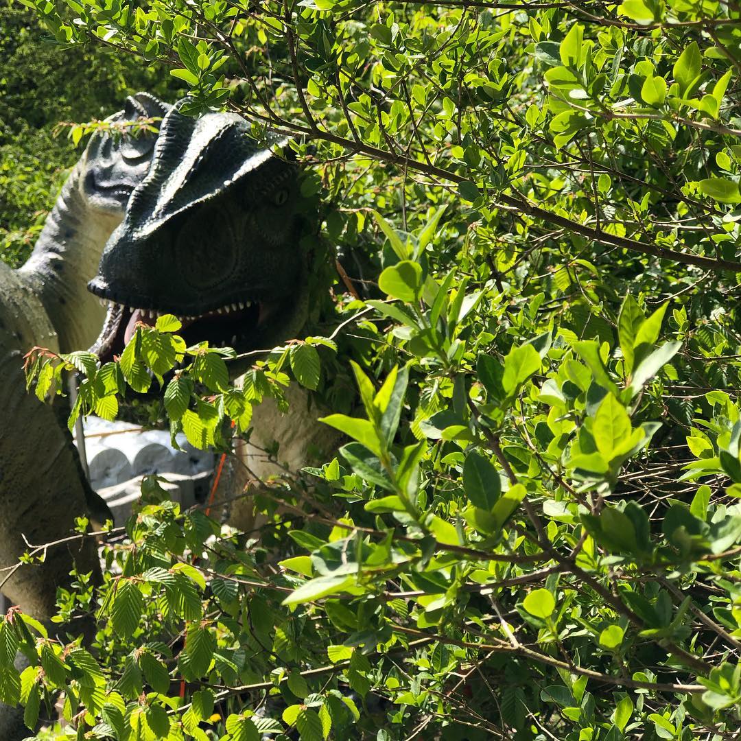 Oh shit alors, I stumbled on some velociraptors in the woods.