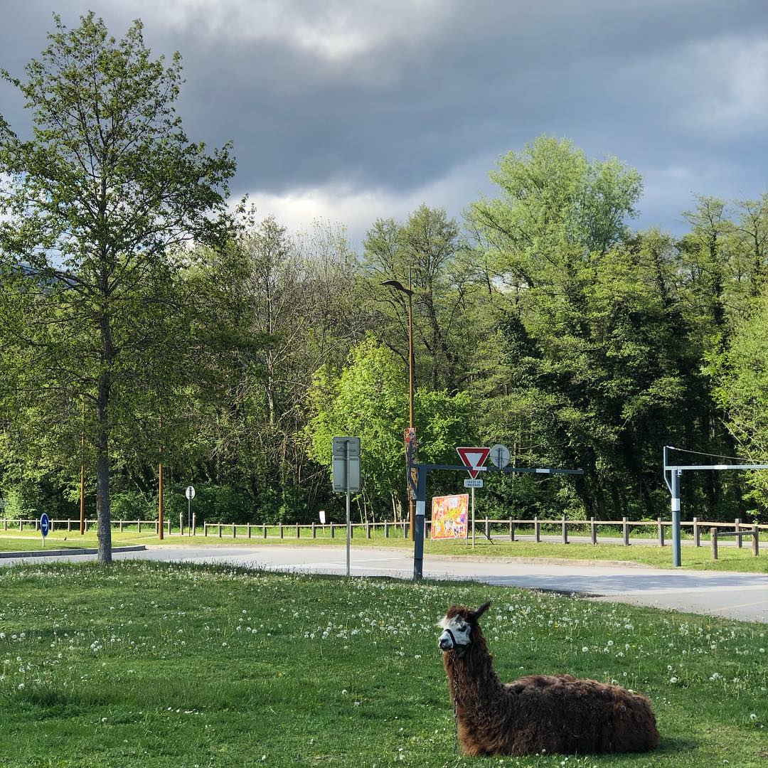 A relaxed Llama.