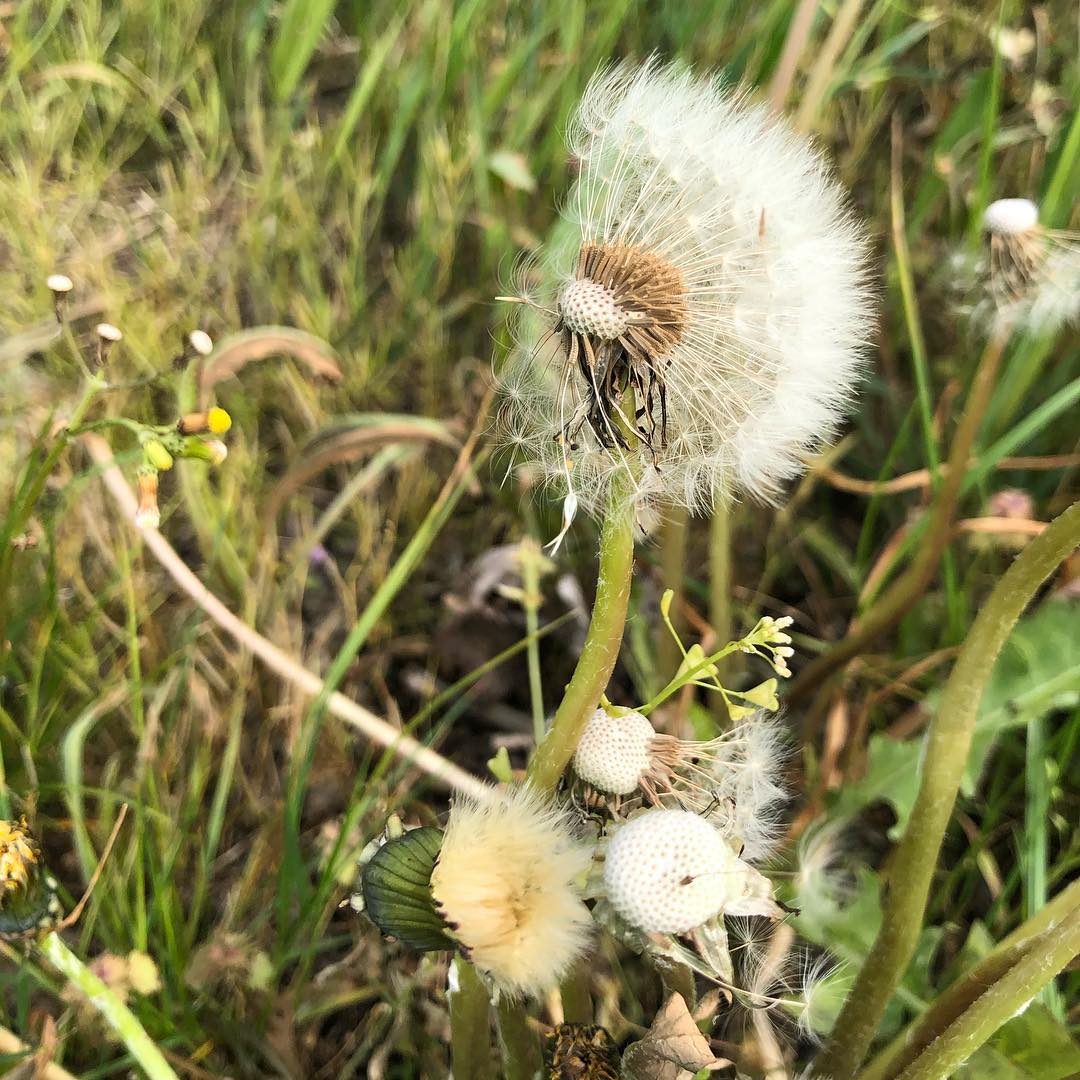 Can you guess which way the wind is blowing?