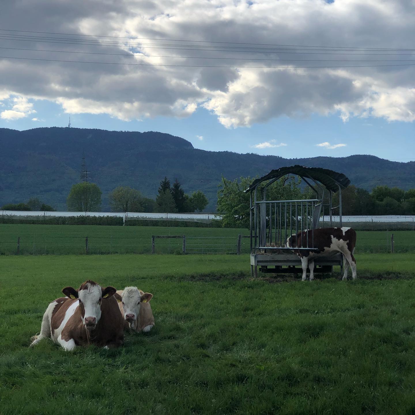 Rural switzerland. Day of rest for the cows.