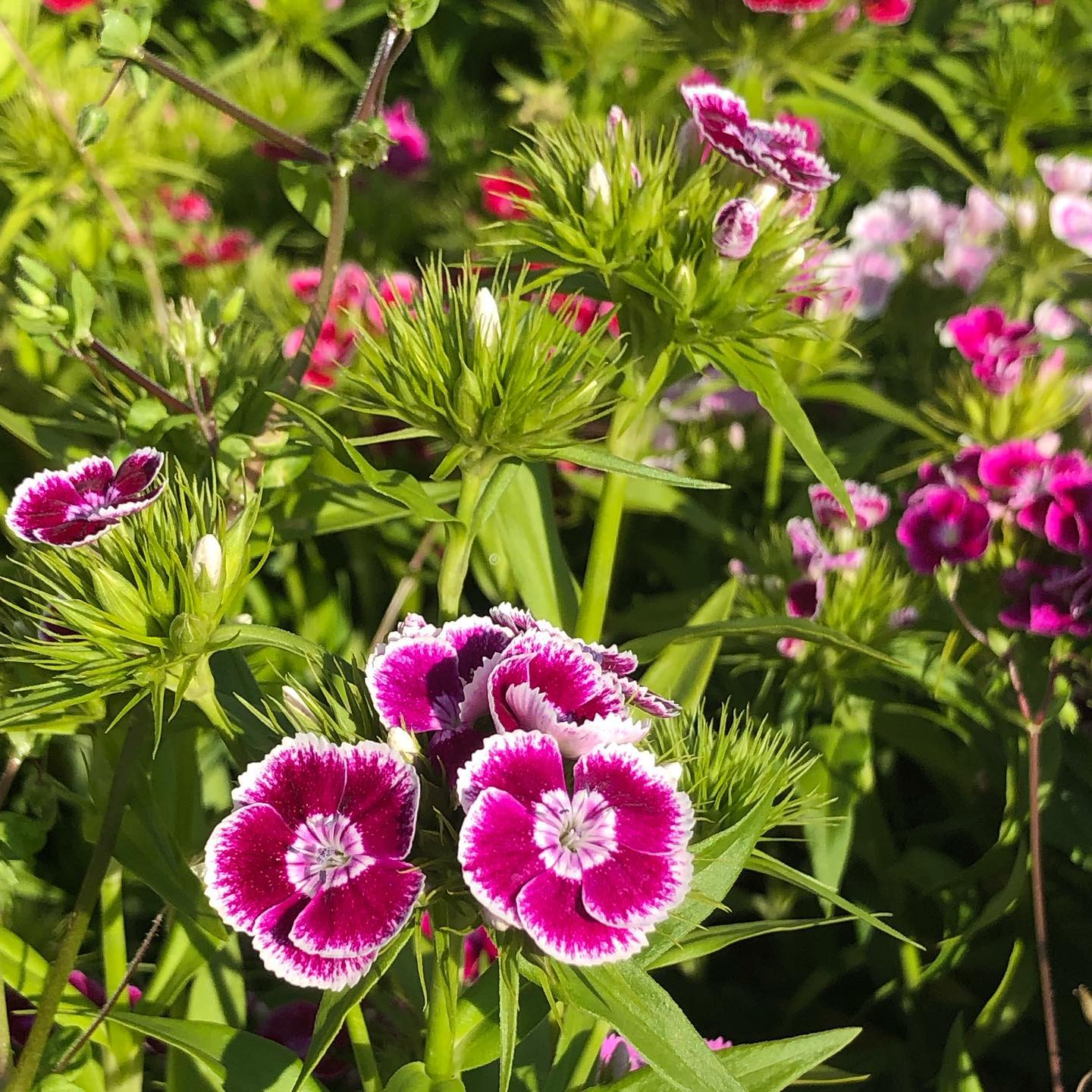 You can pick these flowers for home.