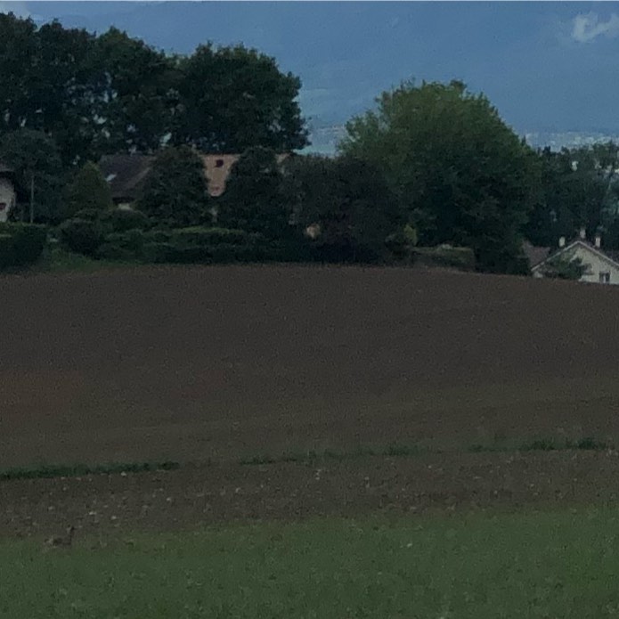Hare, bottom left.