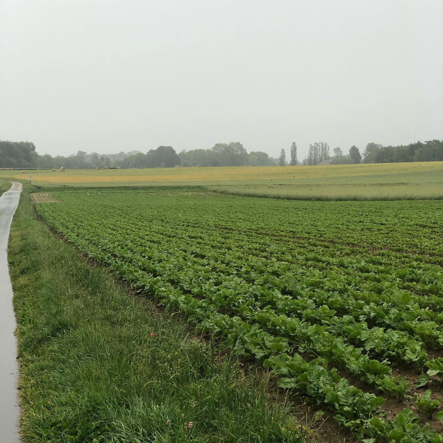 Lovely walking weather