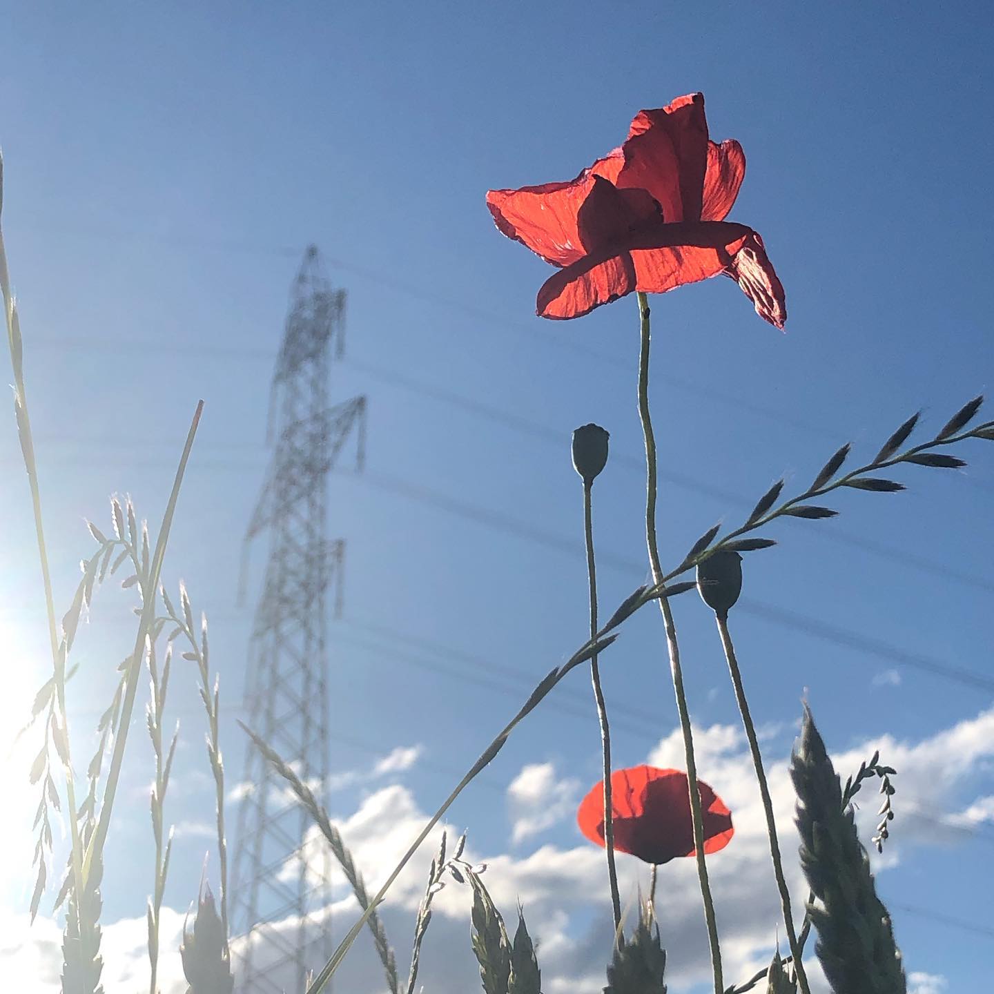 Proud as a coquelicot
