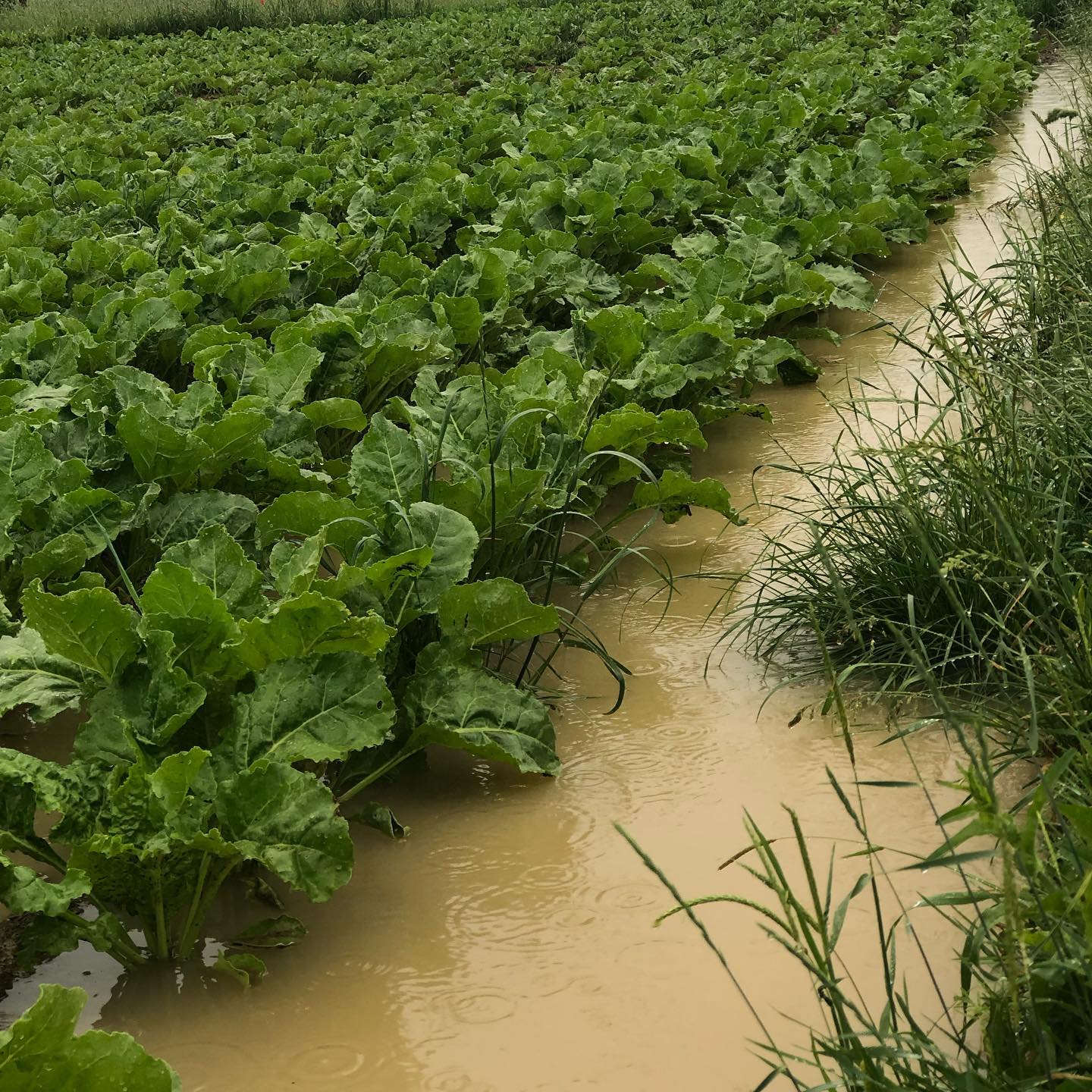 Flooding