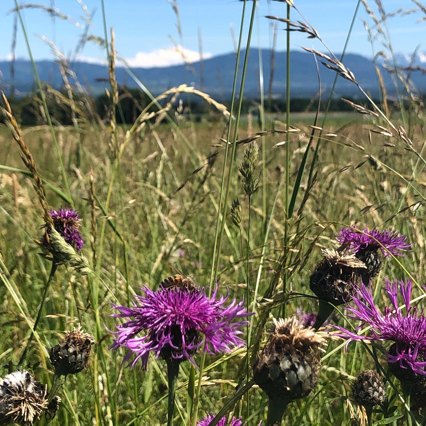 Bee  on a flower with the Mont Blanc behind.