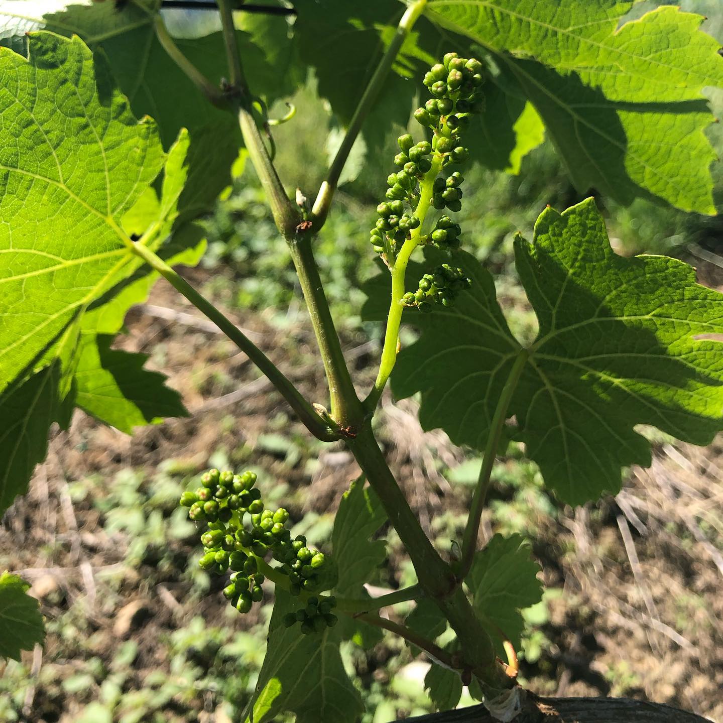 Wannabe grapes. ;-)