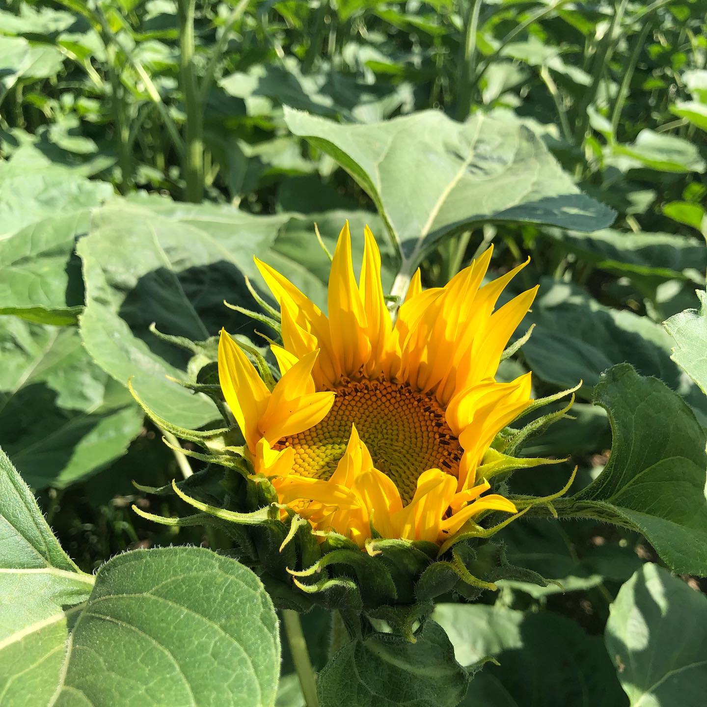 First sunflower of this crop.