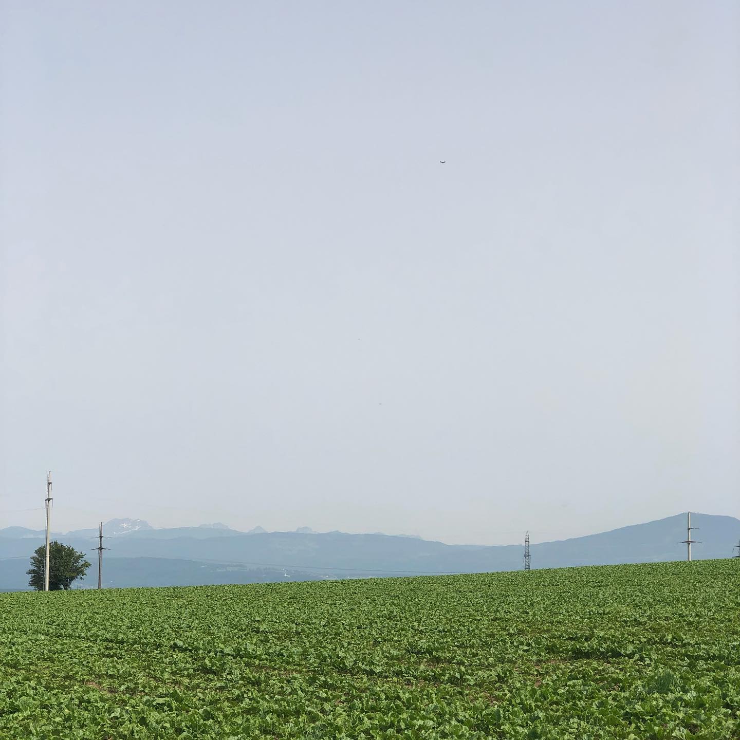 The Mt Blanc is missing. Where did your children put it?