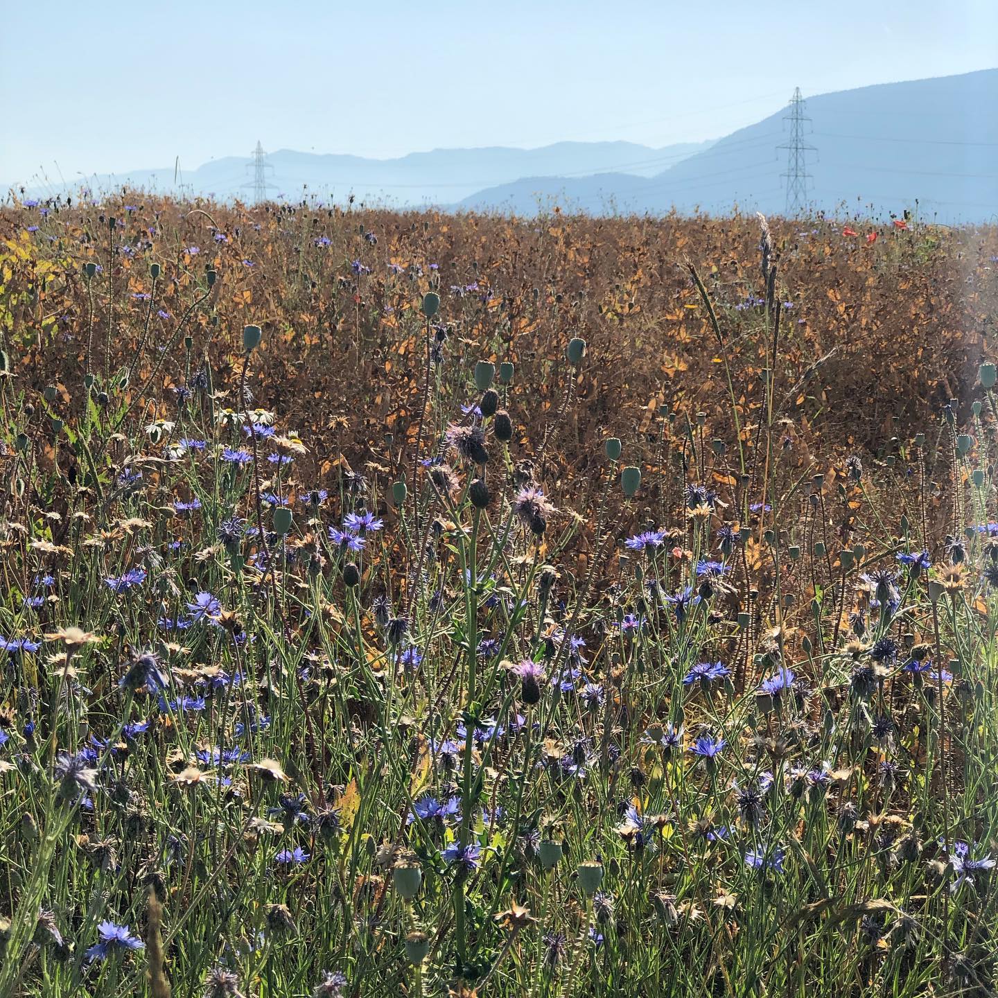 At least one hundred pigeons hide in this field.