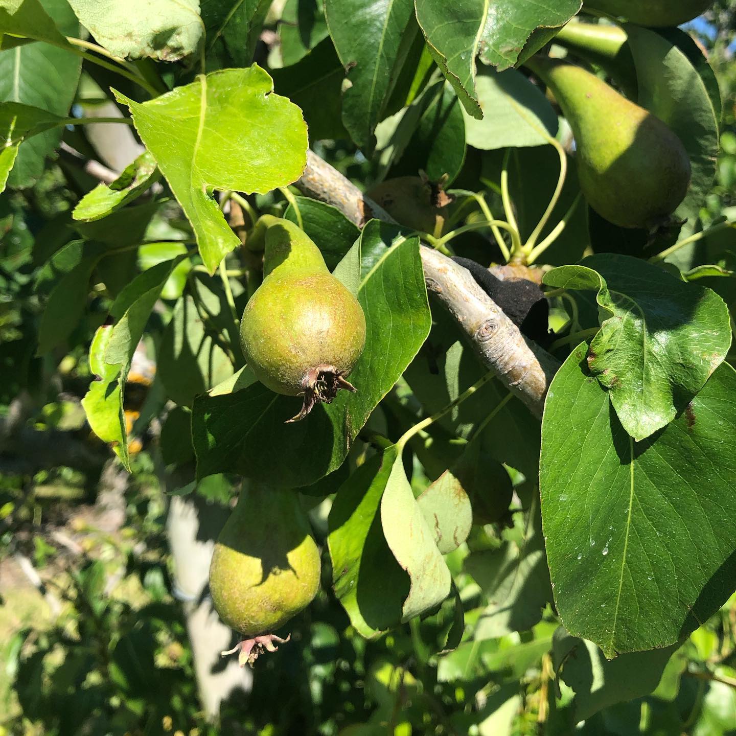 Juvenile pear.