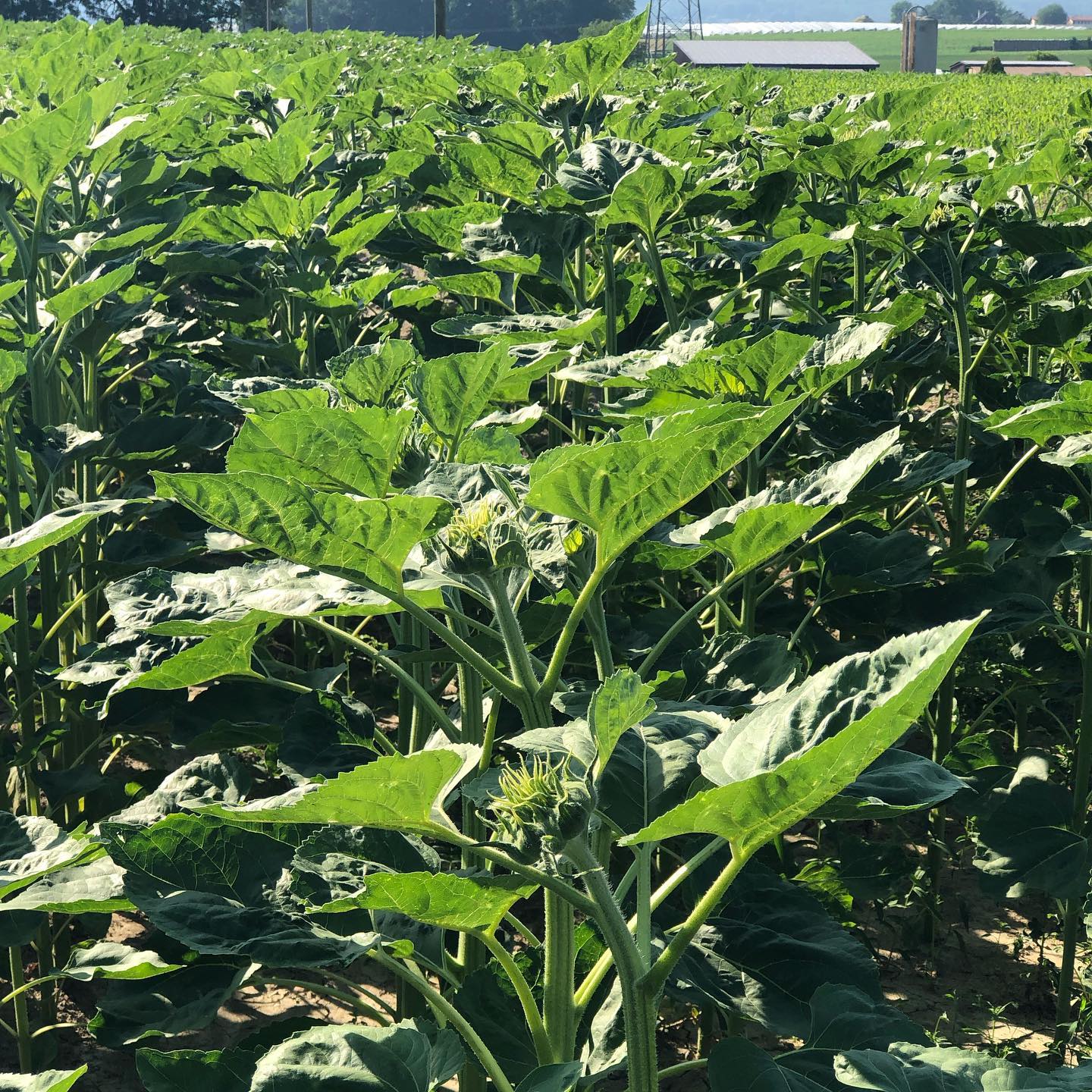Sunflowers before they open