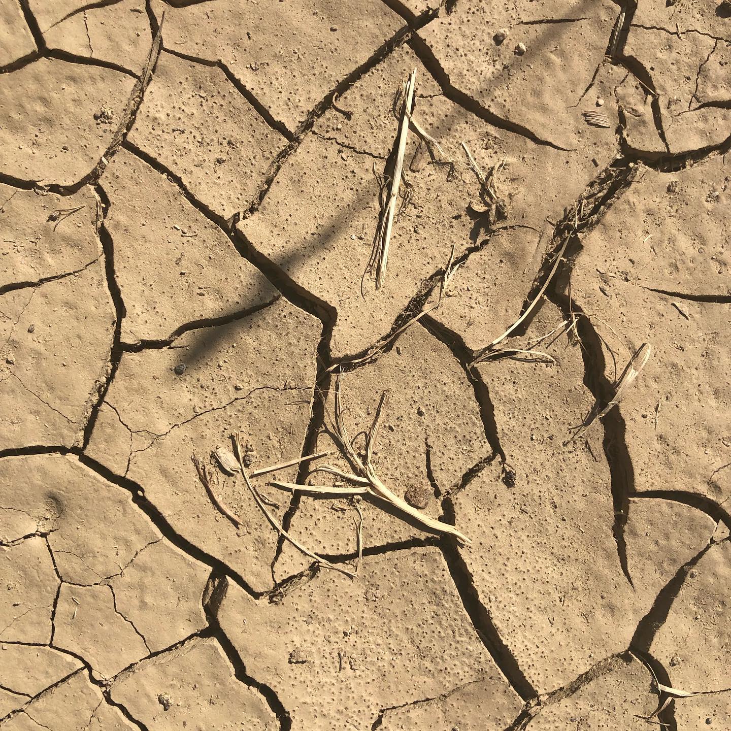 Parched landscape, or at least a few centimetres.
