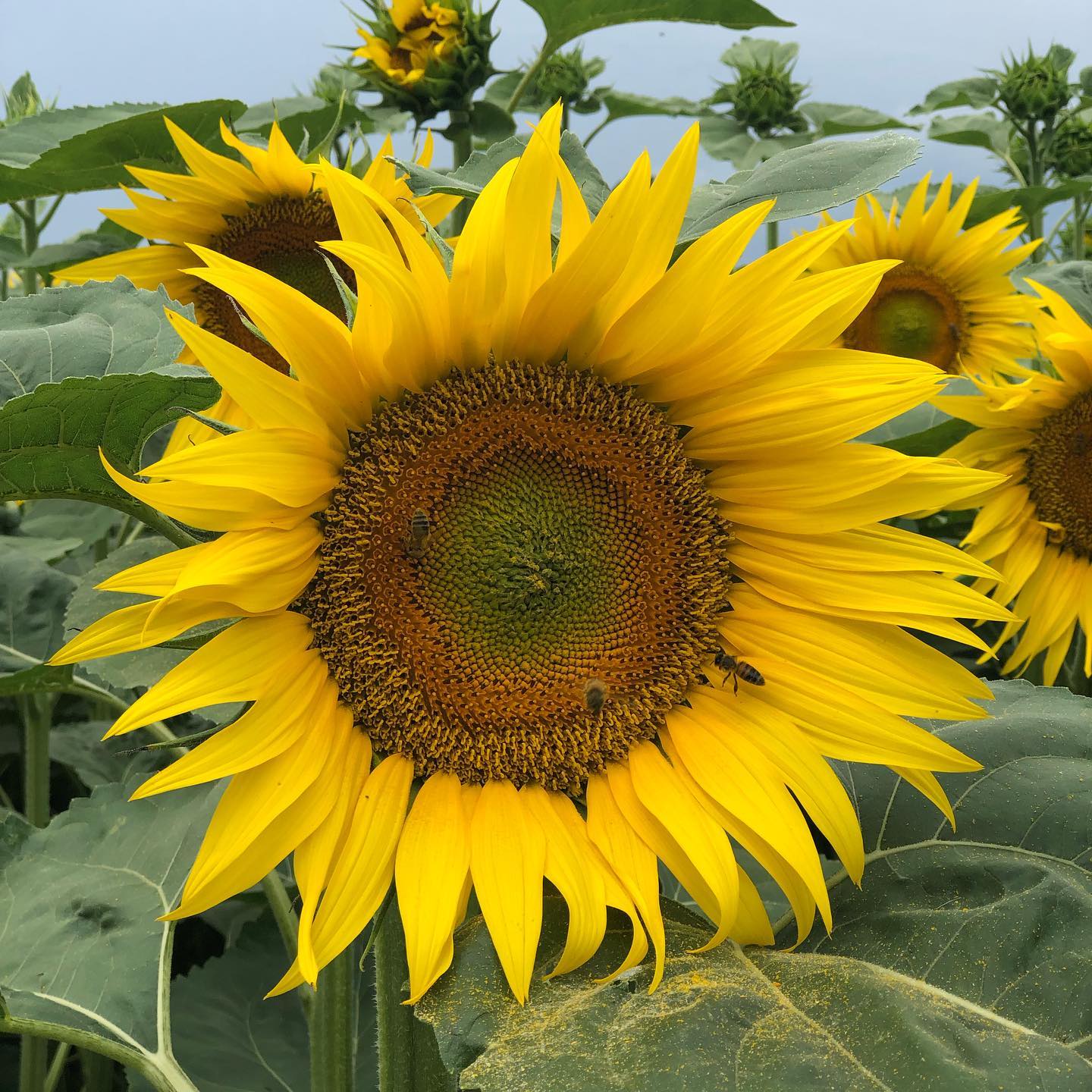 There are thousands of sunflowers in this field and each one has bees. Do you like sunflower honey?