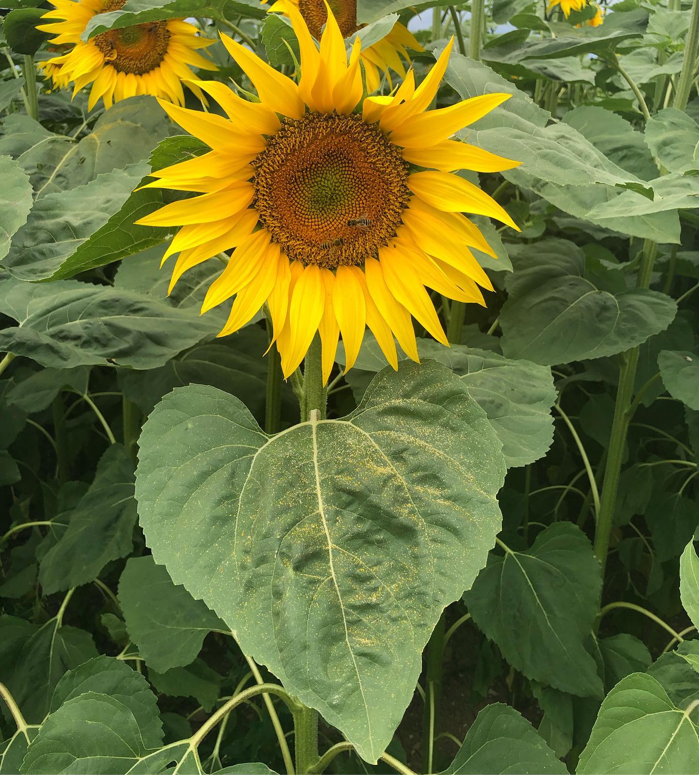 Heart sunflower bees, without the use of emoticons. I use nature.