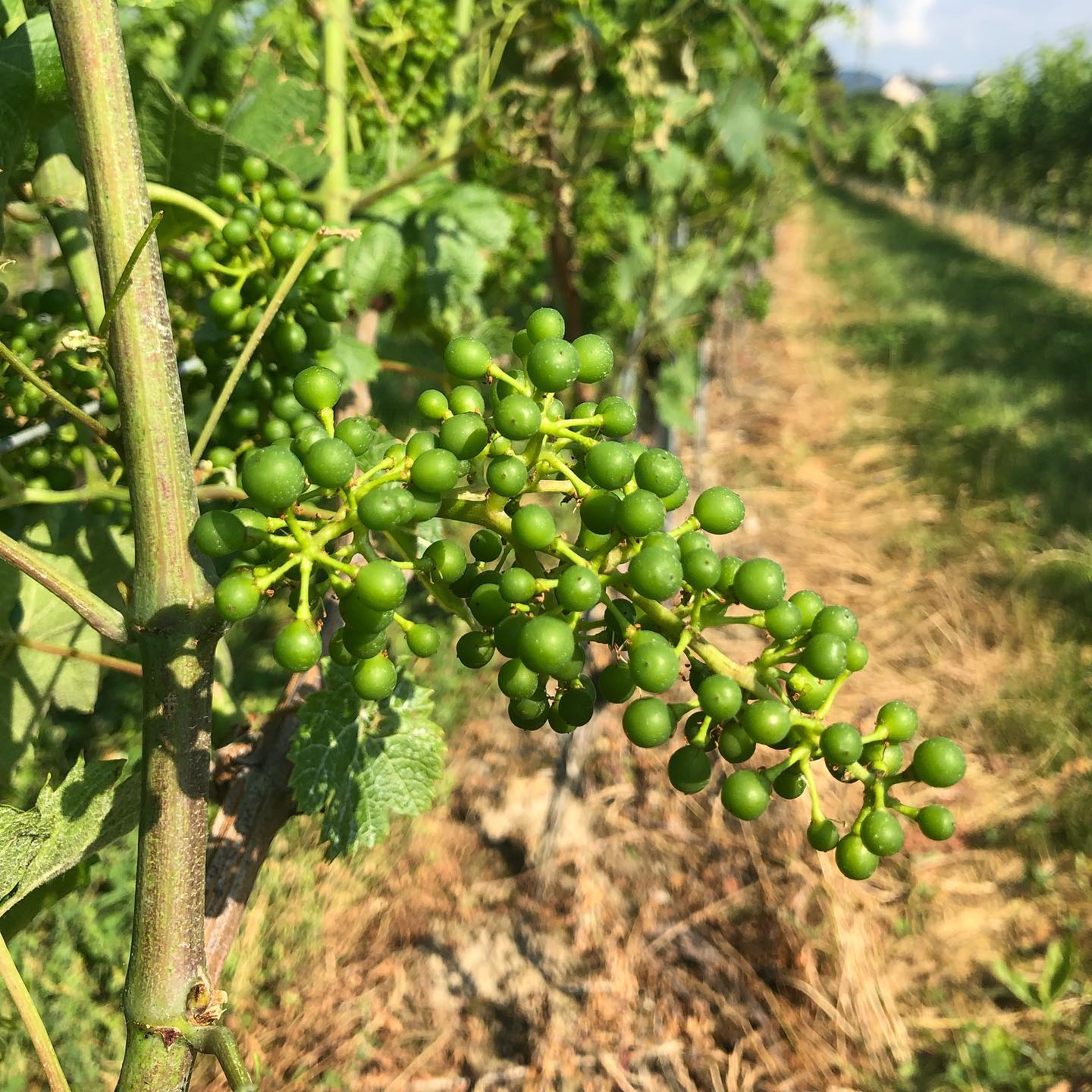 I heard it in the grapevine.