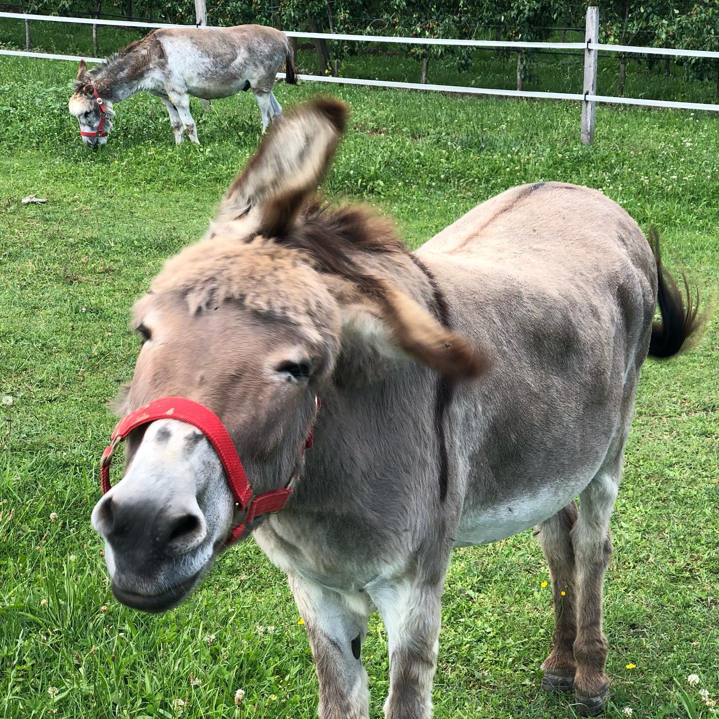 Because I made an ass of myself with the injury ;-)