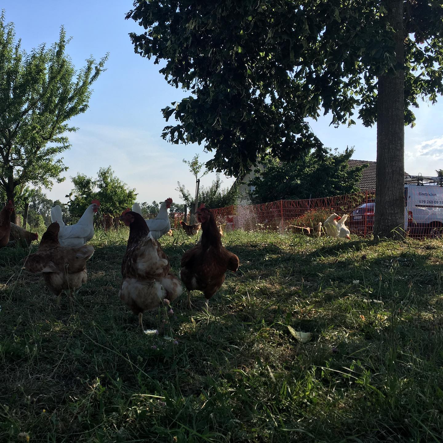 Donât forget to water your chickens. Itâs the first time I see a flower watering system used on chickens.